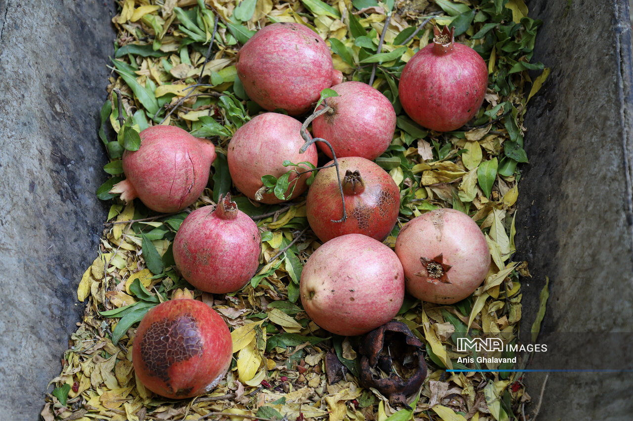 برداشت یاقوت سرخ در قلعه تل