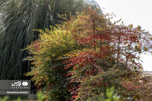 جلوه‌ای از پاییز باغ گل‌های شیراز