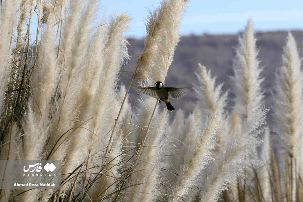 جلوه‌ای از پاییز باغ گلهای شیراز