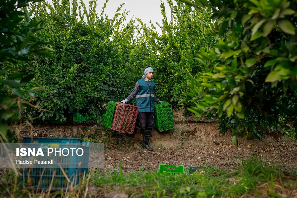 برداشت نارنگی از باغهای هاشمآباد در گرگان