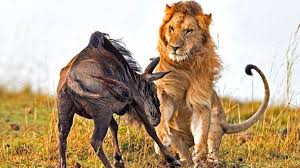 زنده زنده خوردن گوزن یالدار توسط شیرها