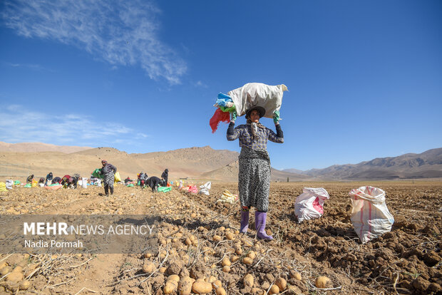 برداشت بیش از ۱۵ هزار تُن سیبزمینی از مزارع استان قزوین