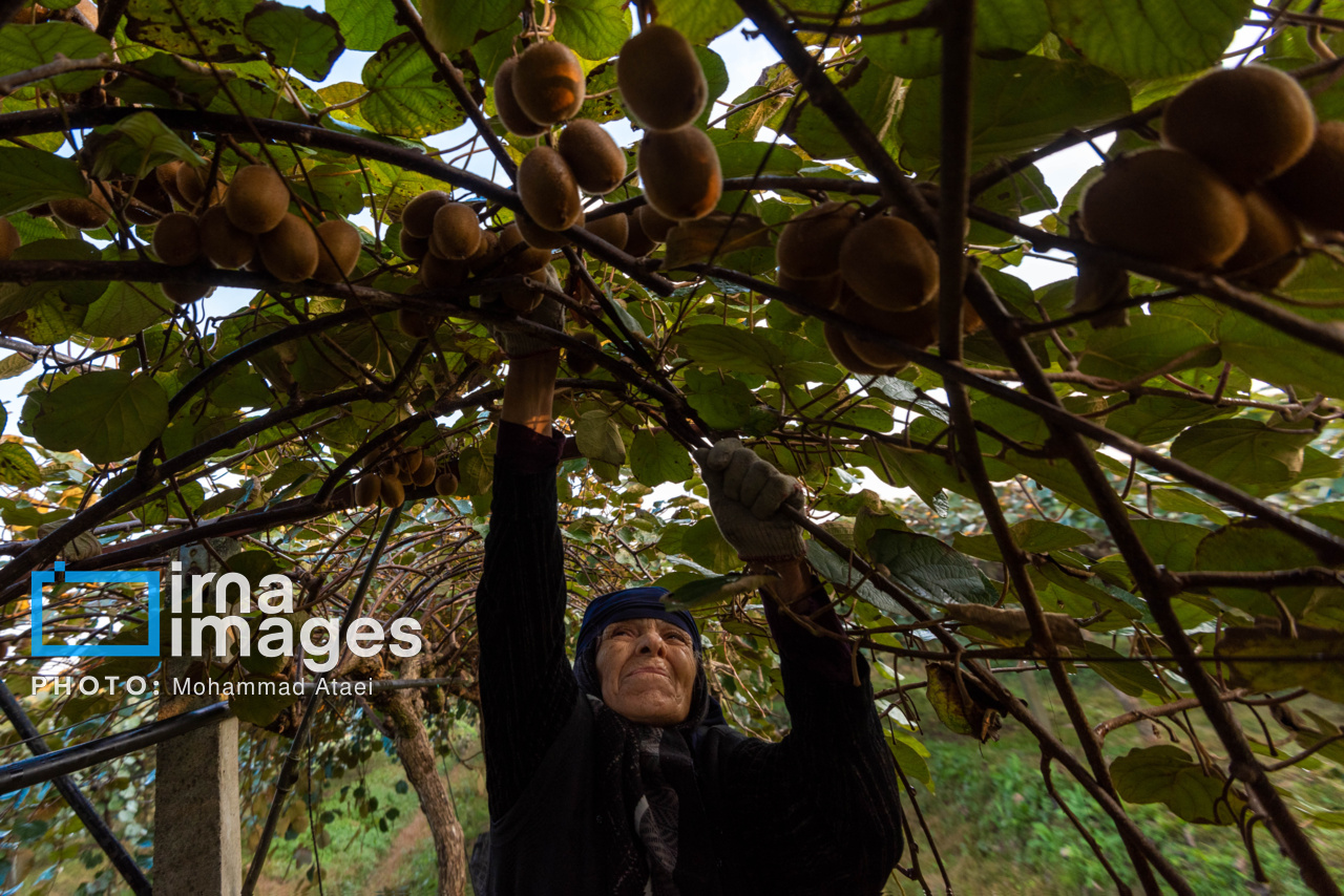 برداشت کیوی در سلمانشهر استان مازندران