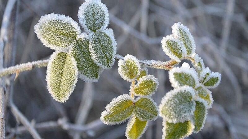 هوای کردستان هشت درجه سردتر میشود/مریوان پربارش ترین شهر استان