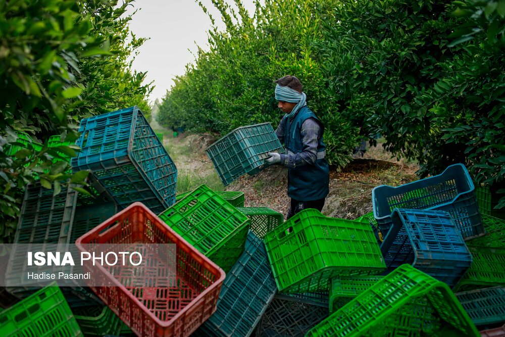 برداشت نارنگی از باغهای هاشمآباد در گرگان