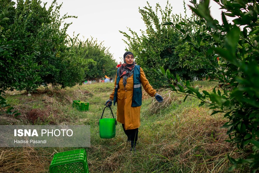 برداشت نارنگی از باغهای هاشمآباد در گرگان
