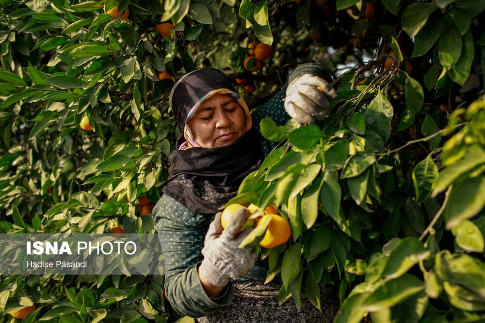 برداشت نارنگی از باغهای هاشمآباد در گرگان