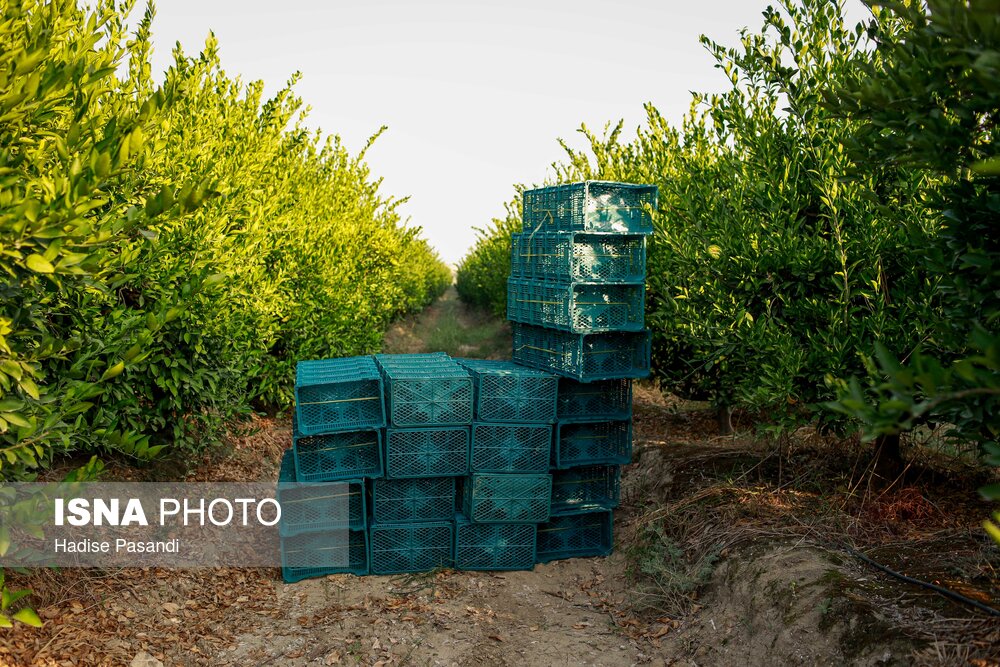 برداشت نارنگی از باغهای هاشمآباد در گرگان