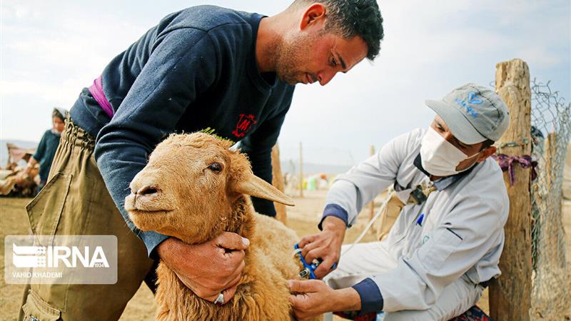 واکسیناسیون گسترده دامها در البرز؛ تب برفکی و بیماری مشاهده نشده است