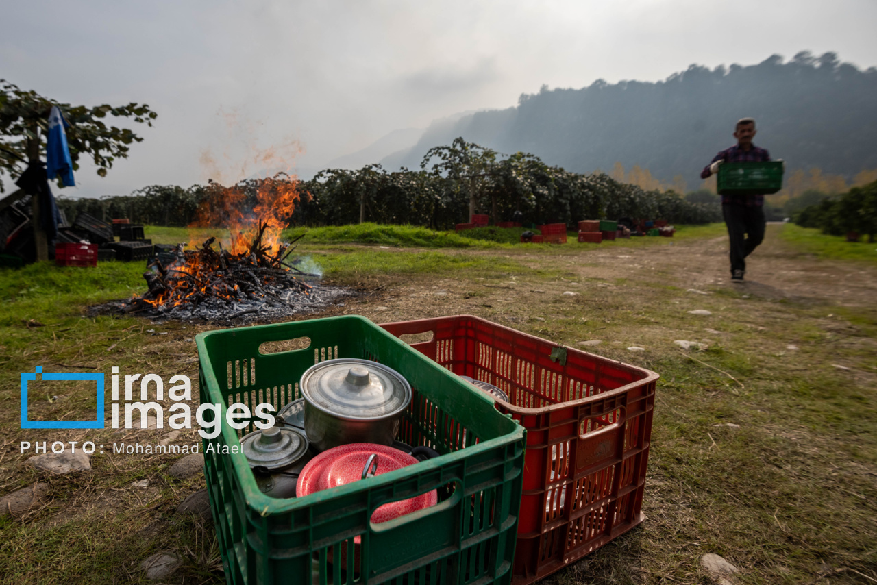 برداشت کیوی در سلمانشهر استان مازندران