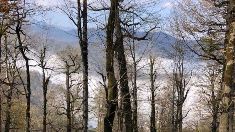 بازداشت قاچاقچی حرفهای قطع درختان در لیسار/ اهمیت حفاظت از هیرکانی