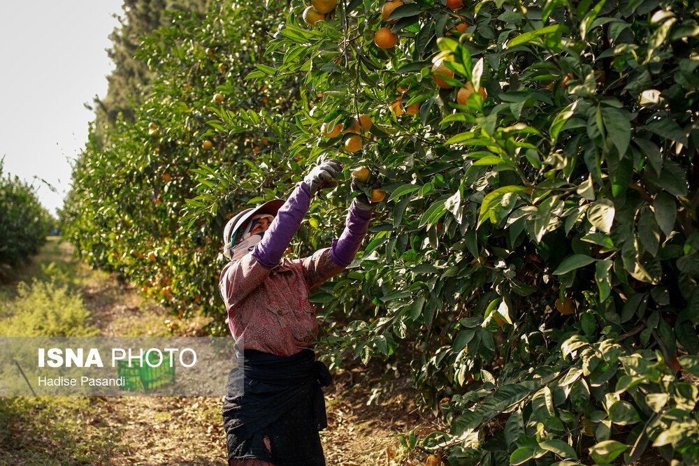 برداشت نارنگی از باغهای هاشمآباد گرگان