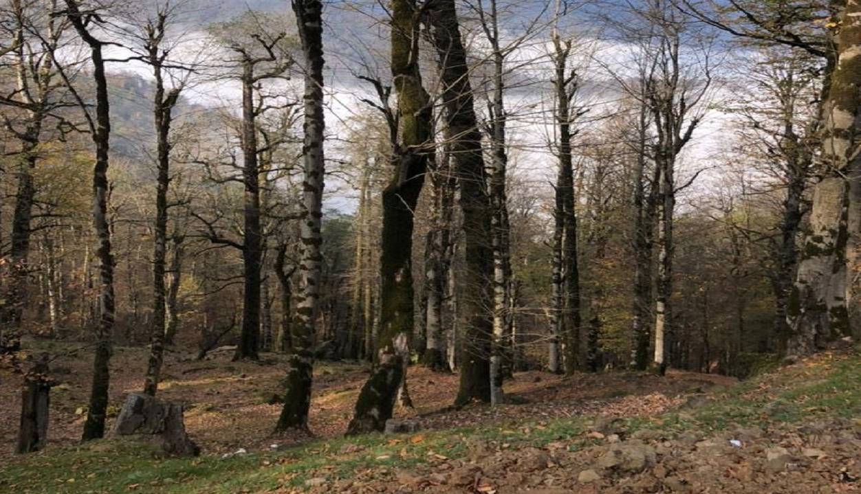 دستگیری قاچاقچی حرفهای قطع درختان لیسار تالش