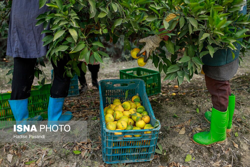 برداشت نارنگی از باغهای هاشمآباد گرگان