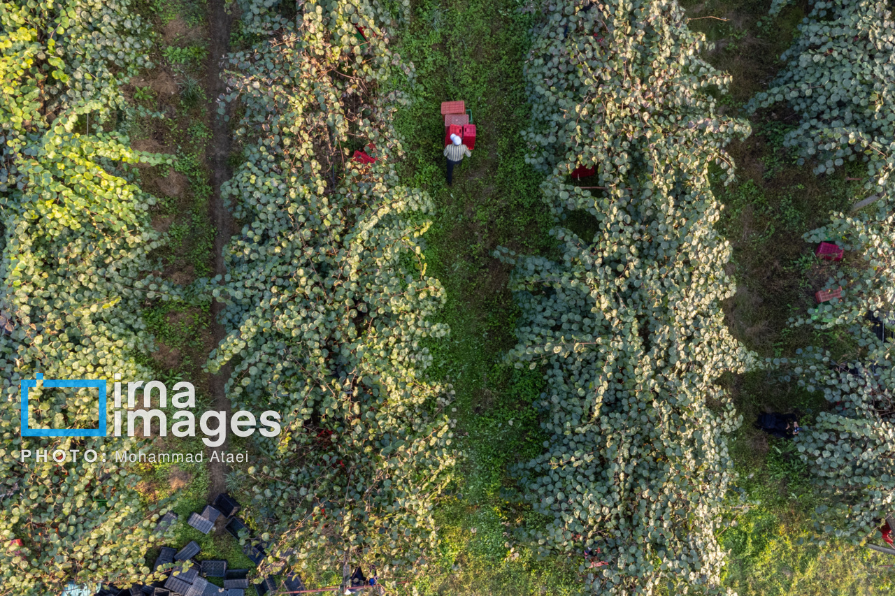 برداشت کیوی در سلمانشهر استان مازندران