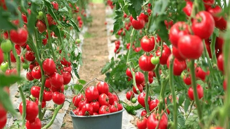 کود زیستی اکتینومیستی ایرانی برای افزایش عملکرد، کیفیت و ماندگاری گوجهفرنگی