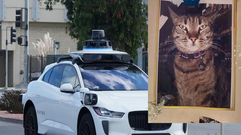 تشدید موج انتقادات از تاکسی رباتیک «ویمو» به دنبال مرگ یک گربه!