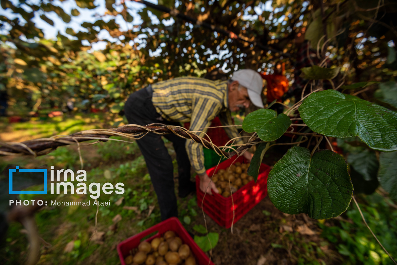 برداشت کیوی در سلمانشهر استان مازندران