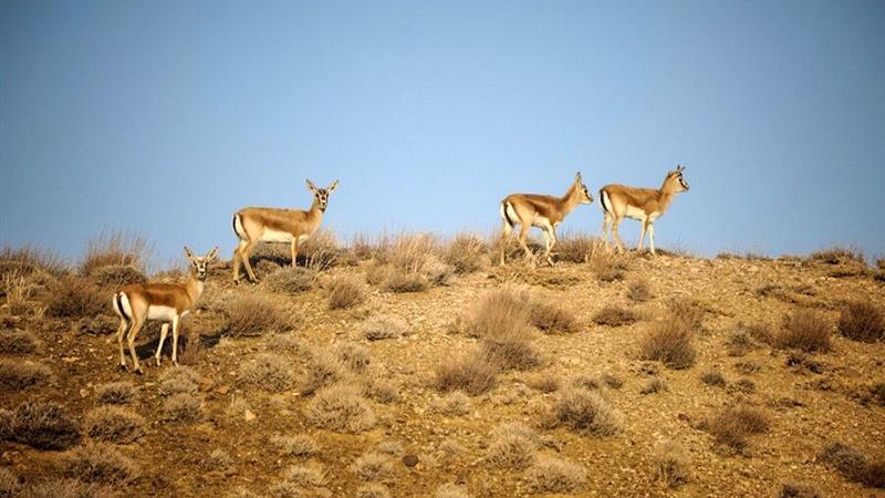 آغاز پایش پاییزی پستانداران؛ «کولِگ» قلب تپنده زیست جانوری ایلام