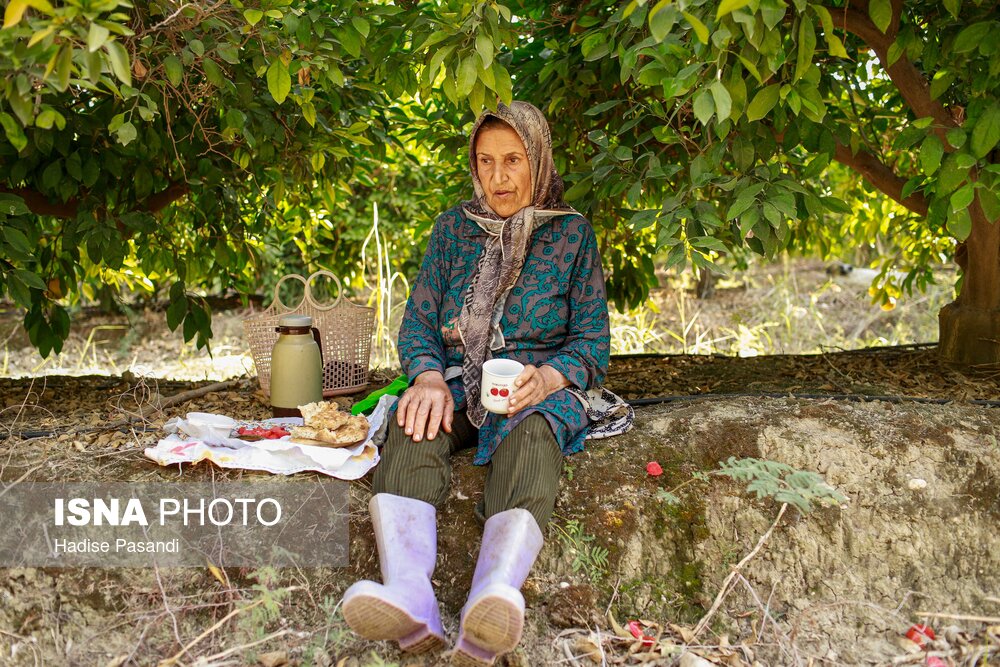 برداشت نارنگی از باغهای هاشمآباد در گرگان