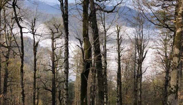 بازداشت قاچاقچی حرفهای قطع درختان در لیسار؛ اهمیت حفاظت از هیرکانی