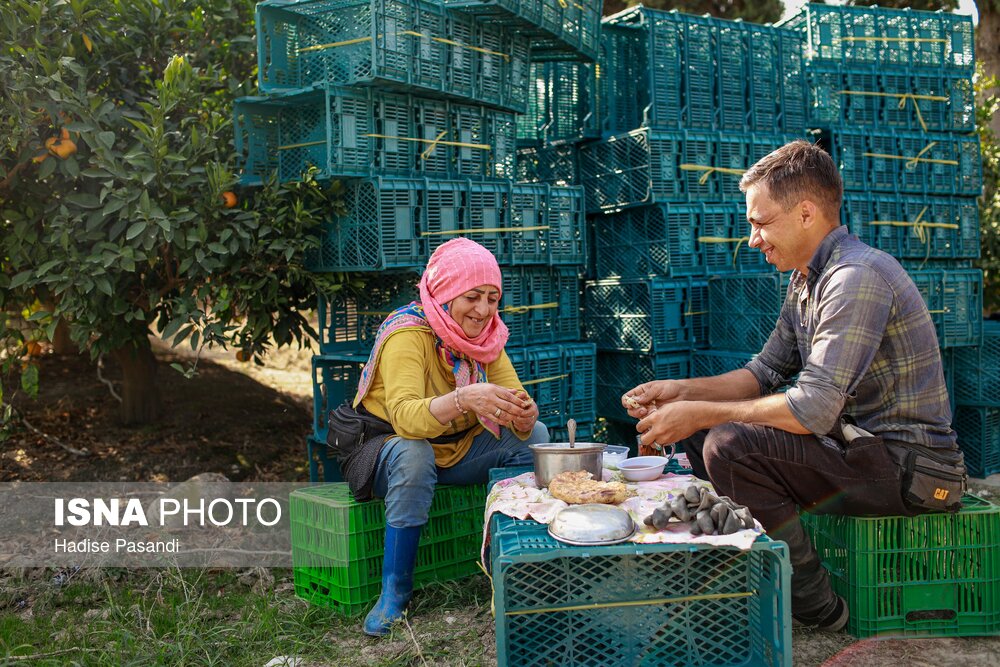 برداشت نارنگی از باغهای هاشمآباد در گرگان