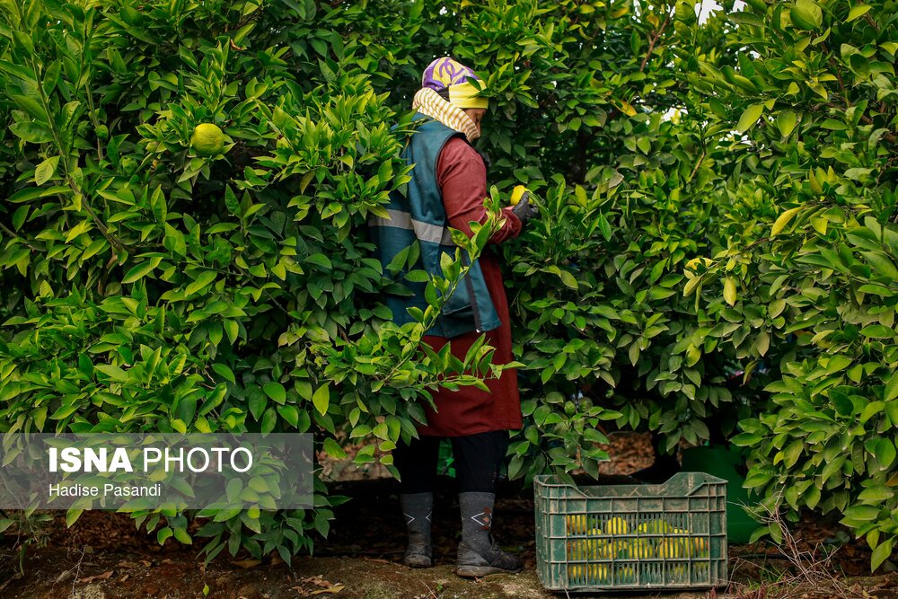 برداشت نارنگی از باغهای هاشمآباد در گرگان