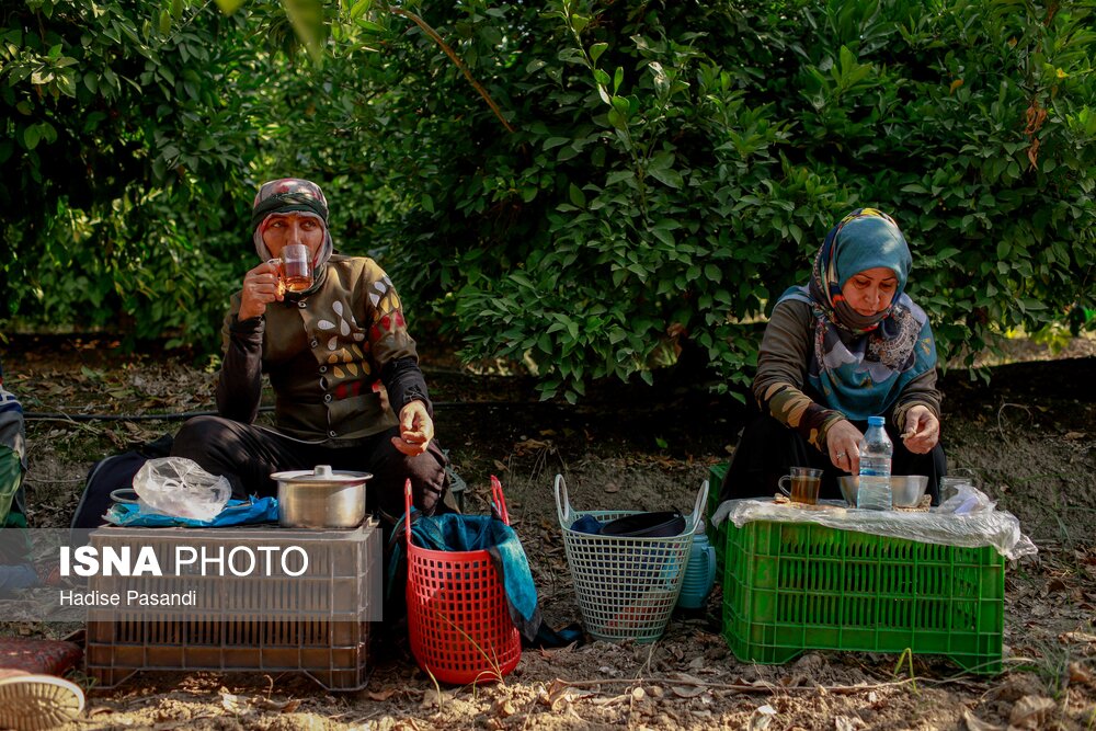 برداشت نارنگی از باغهای هاشمآباد گرگان