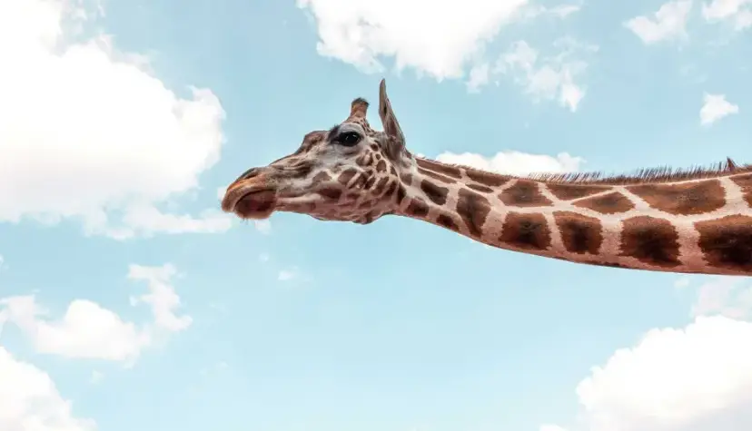 چرا زرافهها علاوه بر گردن، پاهای بسیار بلند نیز دارند؟