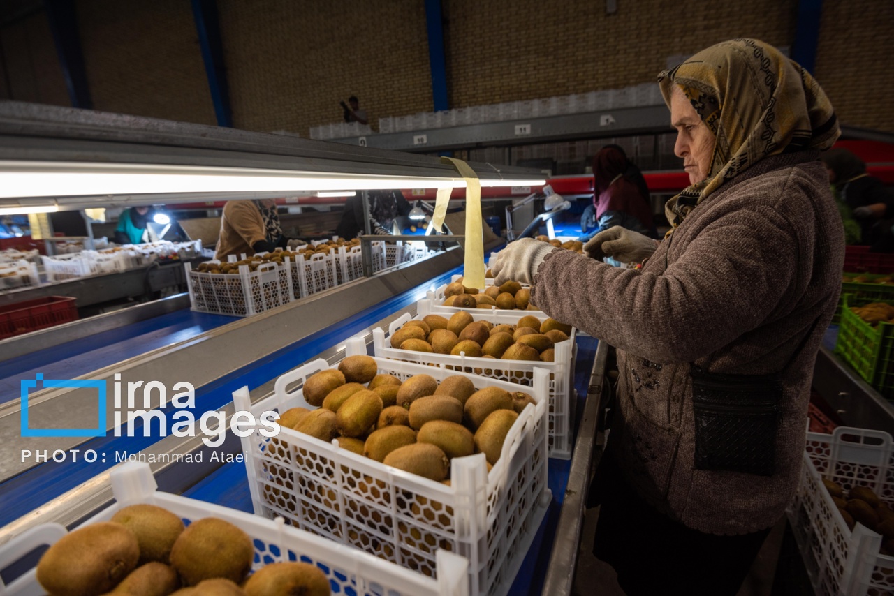 برداشت کیوی در سلمانشهر استان مازندران