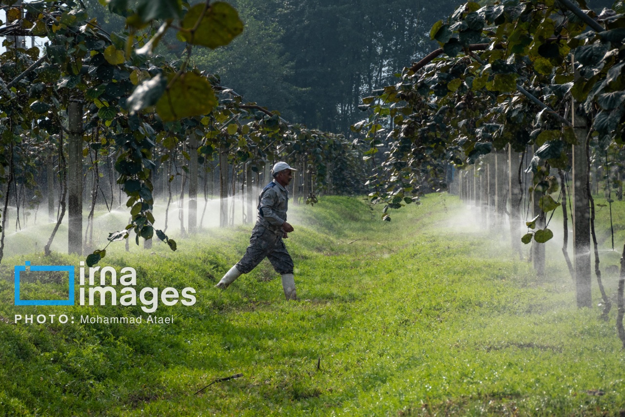 برداشت کیوی در سلمانشهر استان مازندران