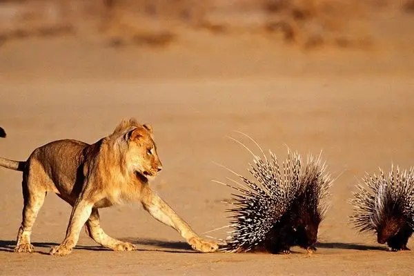 تقابل شیر جوان با جوجهتیغی در دل طبیعت وحشی