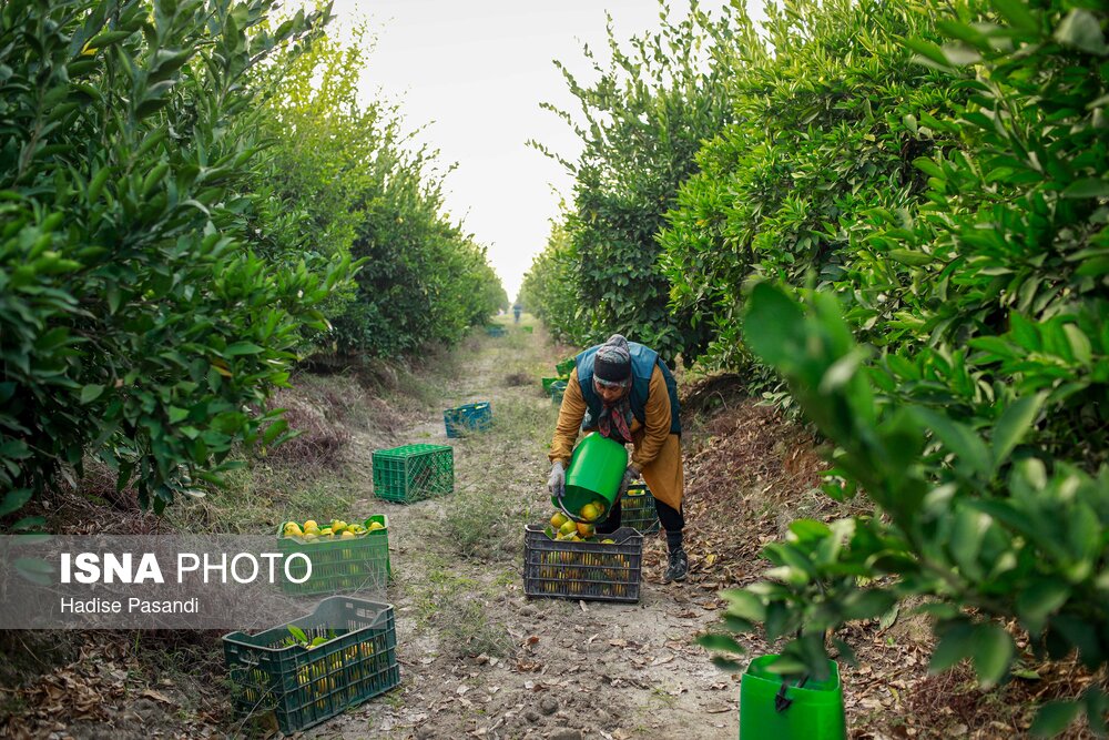برداشت نارنگی از باغهای هاشمآباد در گرگان