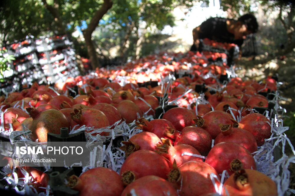 عکس/پاییز سرخ لرستان در انارستان زیر تنگ سیاب، کوهدشت