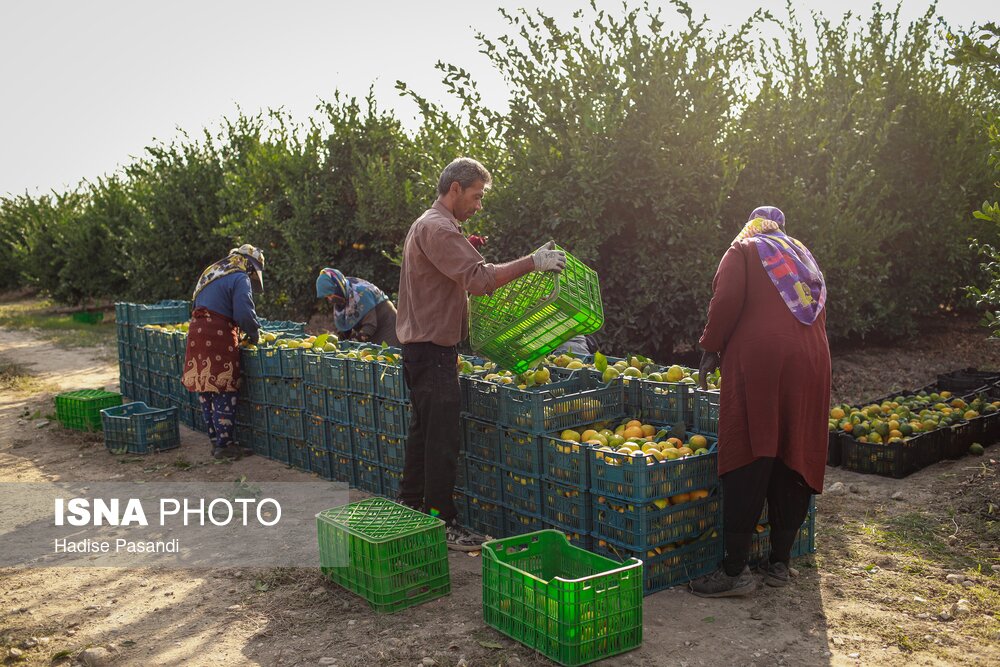 برداشت نارنگی از باغهای هاشمآباد در گرگان