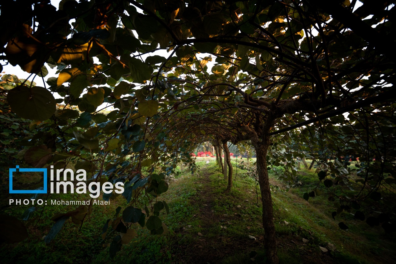 برداشت کیوی در سلمانشهر استان مازندران