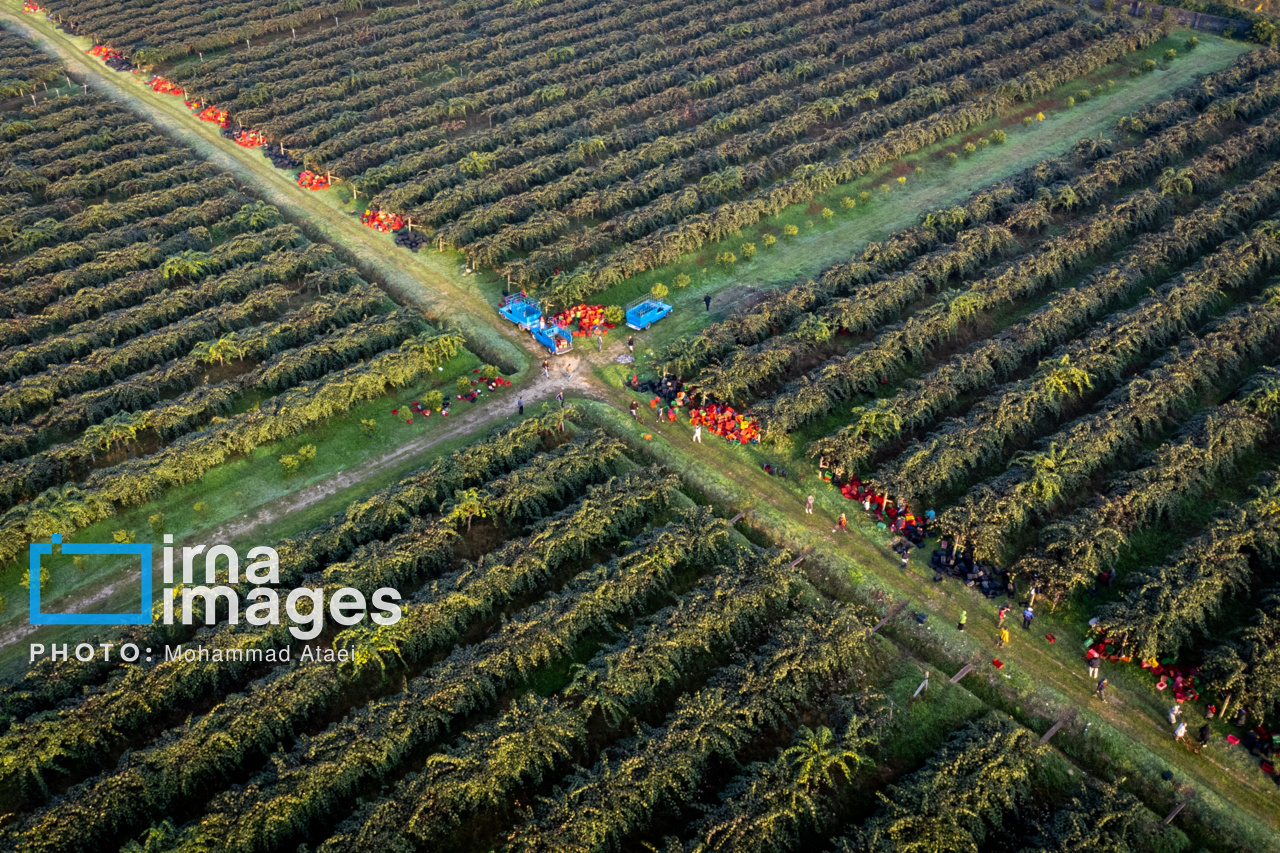 برداشت کیوی در سلمانشهر استان مازندران