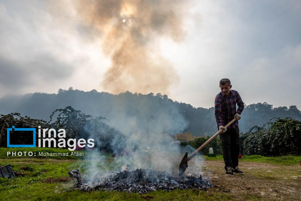 برداشت کیوی در سلمانشهر استان مازندران