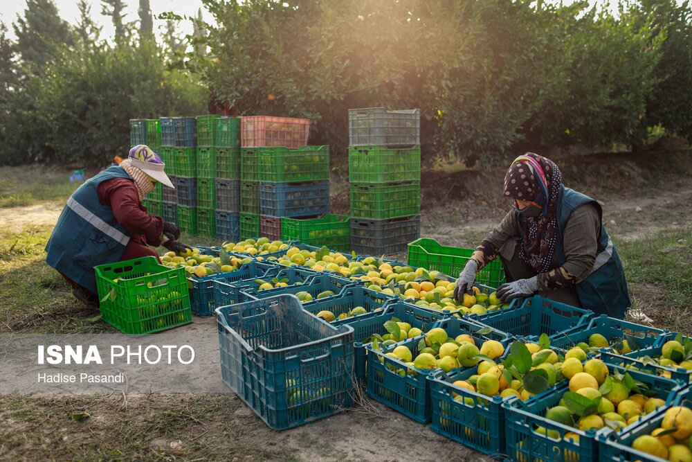 برداشت نارنگی از باغهای هاشمآباد در گرگان