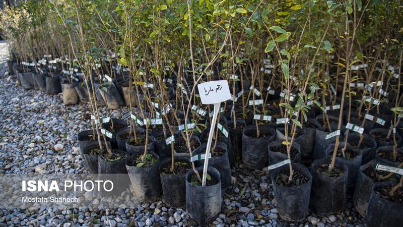 رئیس اداره آموزش منابع طبیعی زنجان: مدارس بهترین بستر برای نهادینهسازی فرهنگ حفاظت از منابع طبیعی هستند