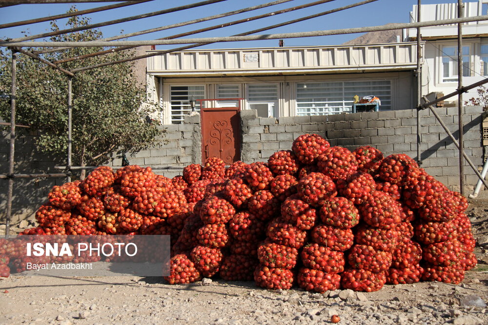 عکس/پاییز سرخ لرستان در انارستان زیر تنگ سیاب، کوهدشت
