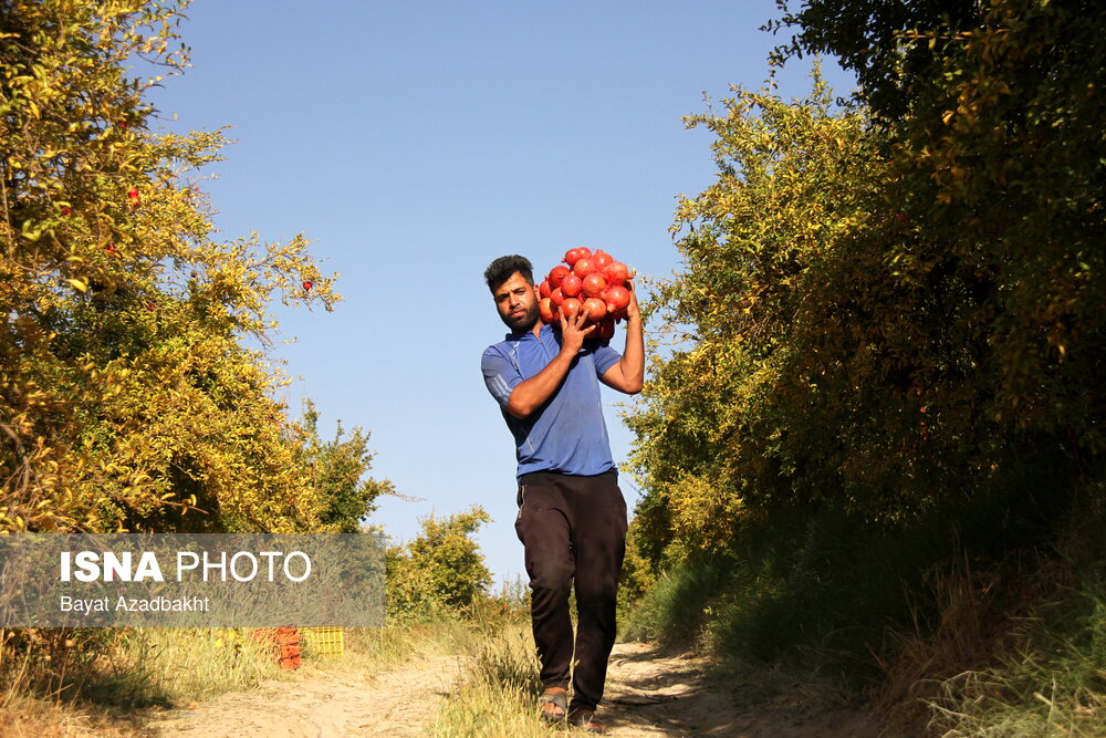 عکس/پاییز سرخ لرستان در انارستان زیر تنگ سیاب، کوهدشت