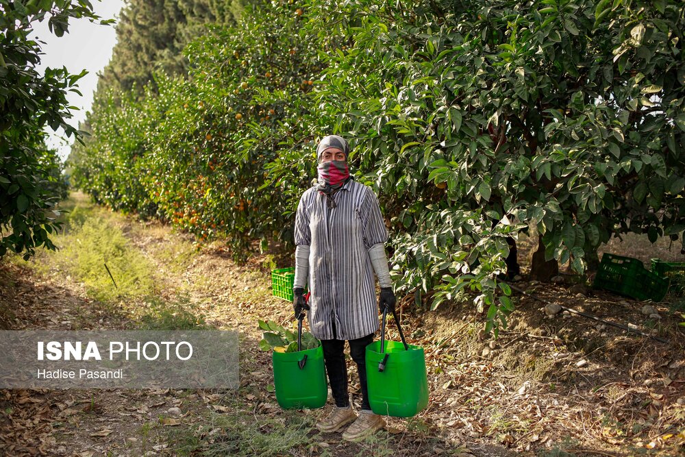 برداشت نارنگی از باغهای هاشمآباد در گرگان