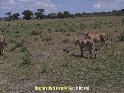 شکار یک بزمجه شجاع توسط شیرها