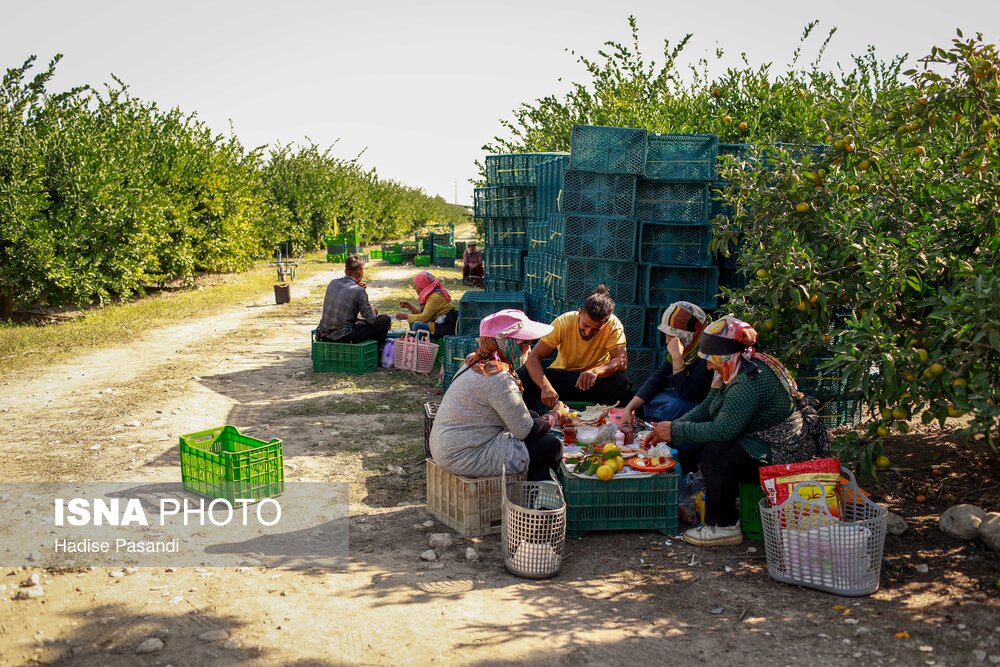 برداشت نارنگی از باغهای هاشمآباد در گرگان