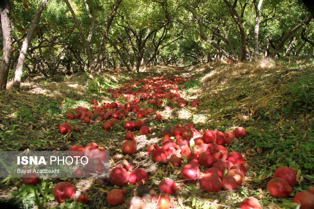 عکس/پاییز سرخ لرستان در انارستان زیر تنگ سیاب، کوهدشت