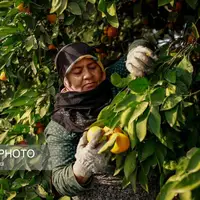 برداشت نارنگی از باغ‌های هاشم‌آباد گرگان