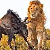 زنده زنده خوردن گوزن یالدار توسط شیرها