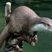 سمور ماکسویلی درحال خوردن ماهی، خوزستان