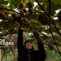 برداشت کیوی در سلمانشهر استان مازندران